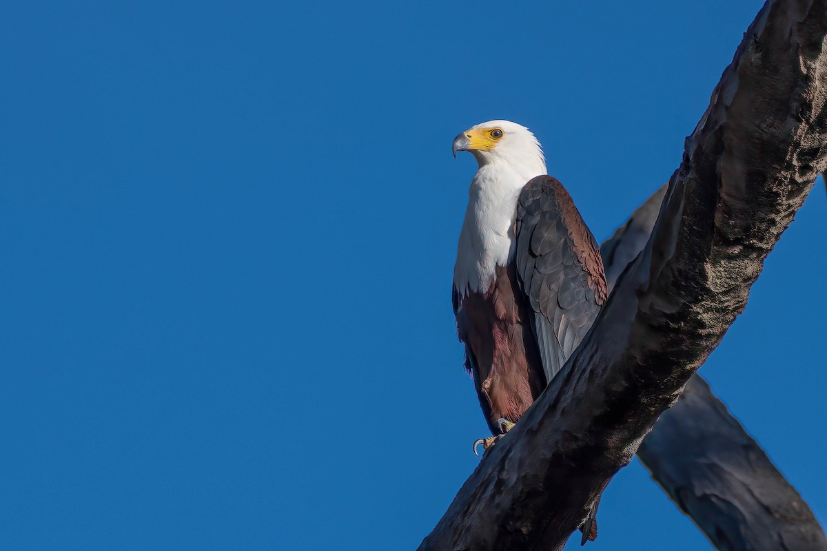 African Fish-Eagle - ML627919345