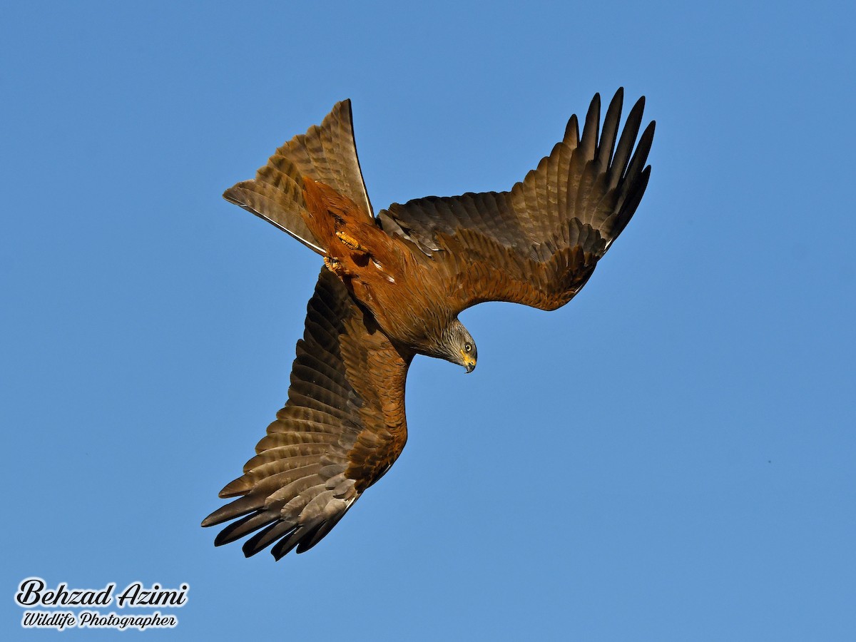 Black Kite - ML627919357