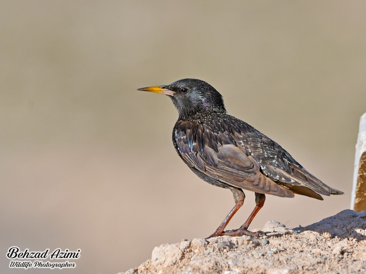 European Starling - ML627919389