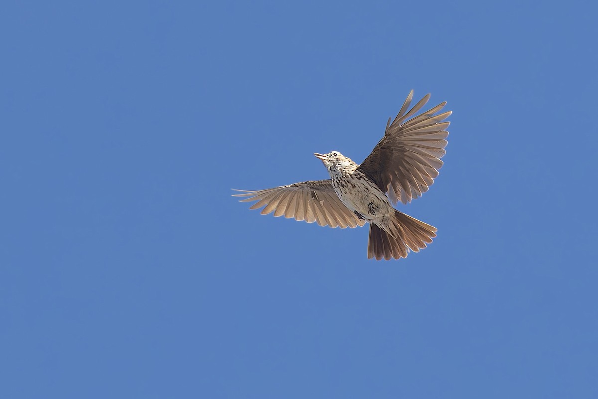 Karoo Lark - ML627919390