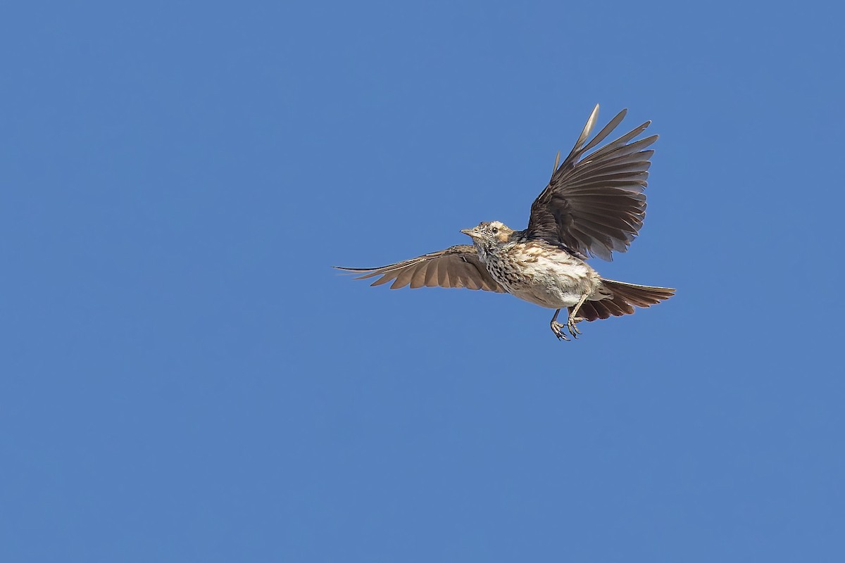 Karoo Lark - ML627919391