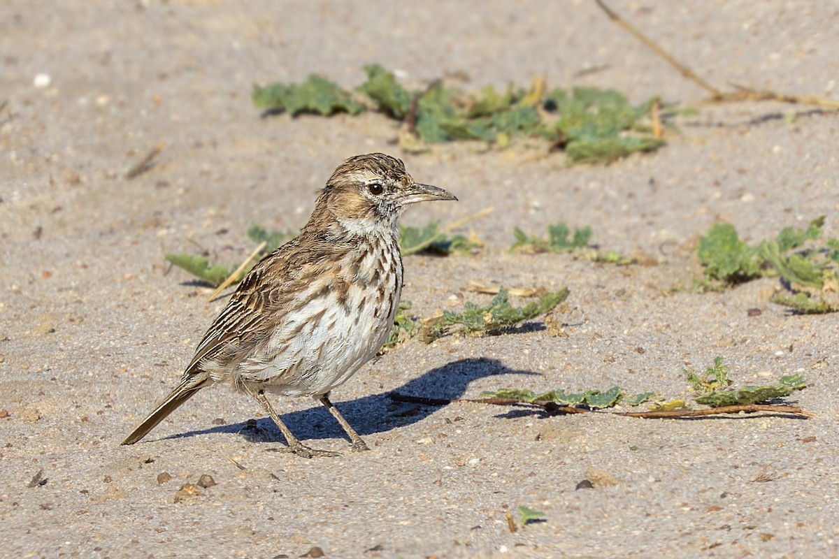 Karoo Lark - ML627919392