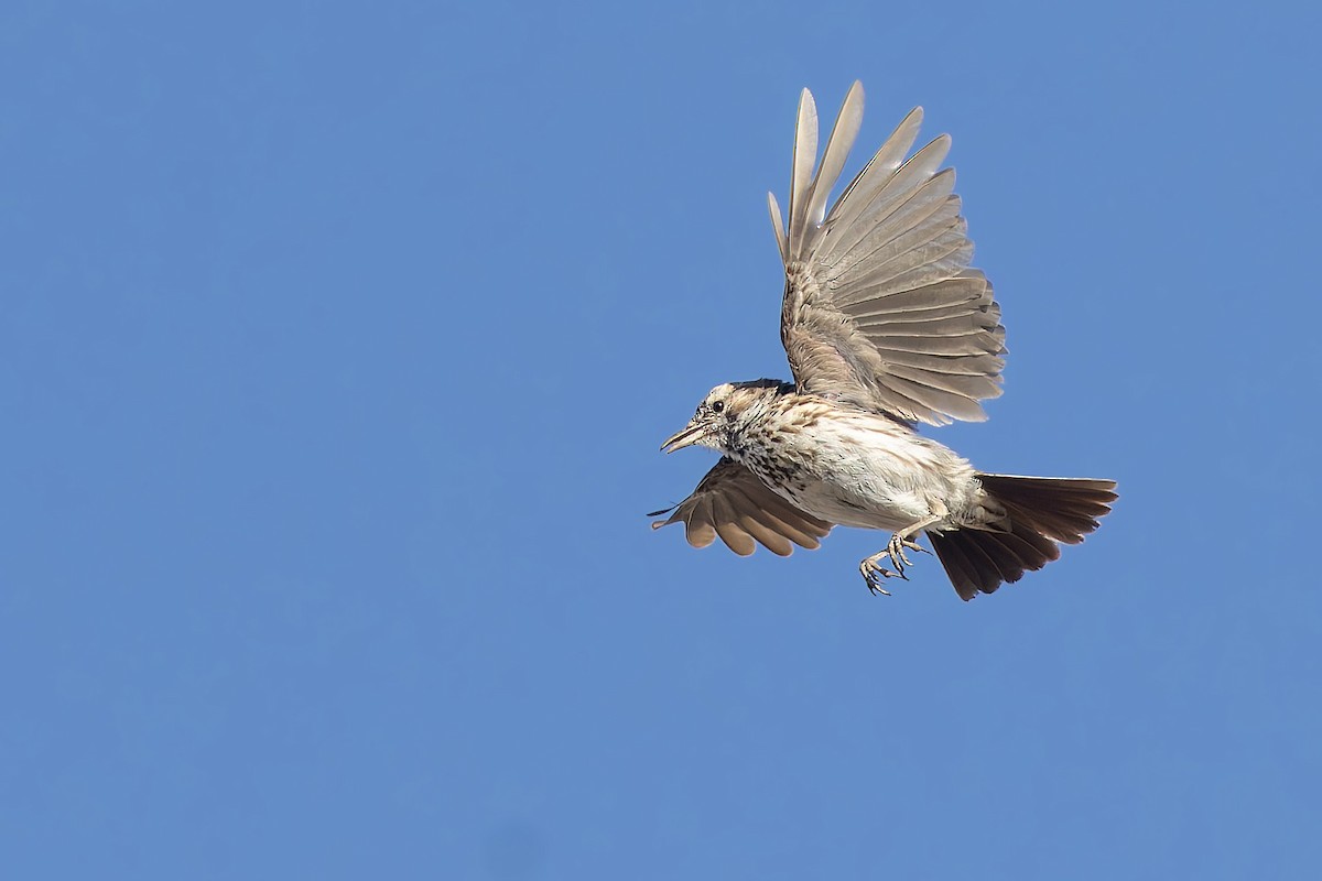 Karoo Lark - ML627919393