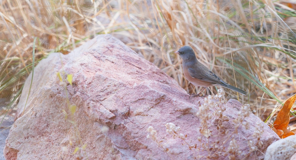 Dark-eyed Junco (Pink-sided) - ML627919450