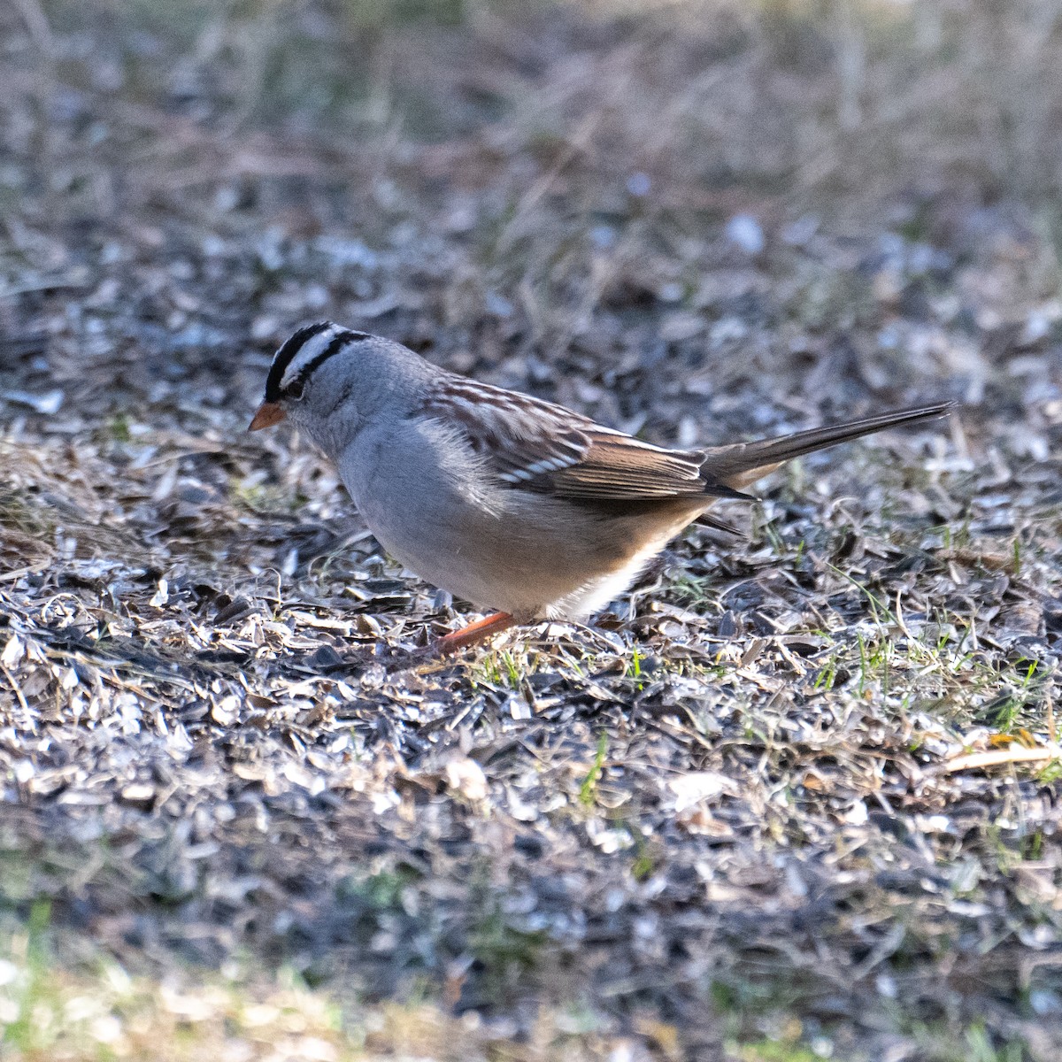 White-crowned Sparrow - ML627919460