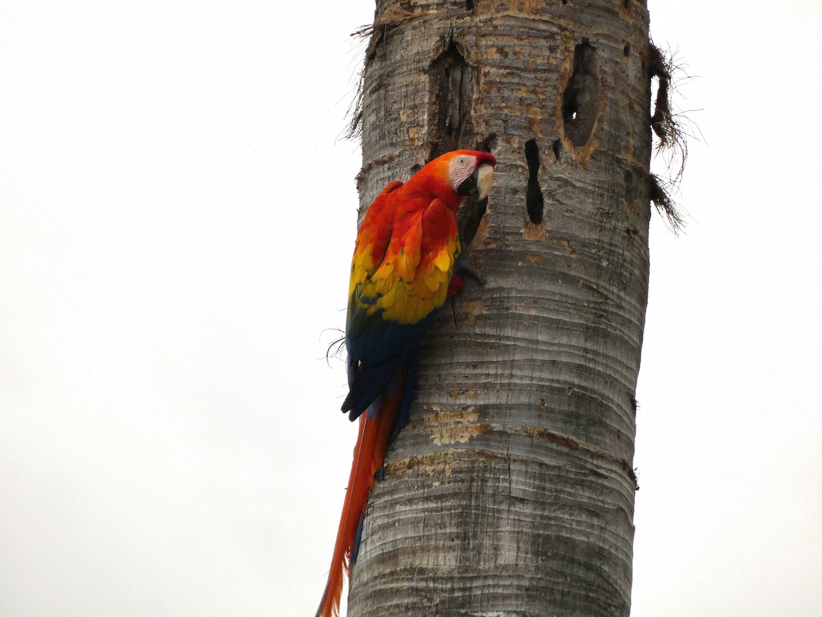 Scarlet Macaw - ML627919509