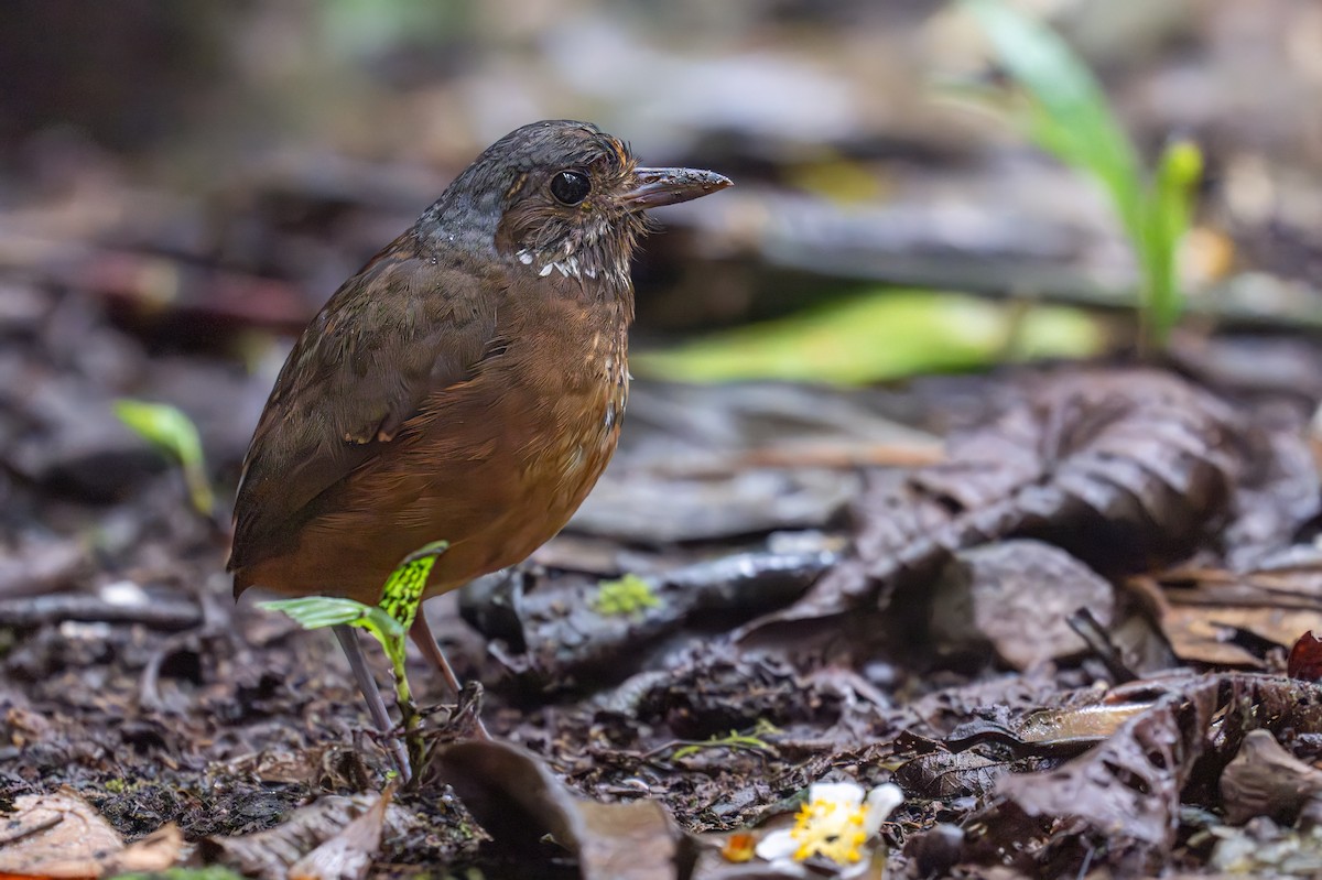 Moustached Antpitta - ML627919529