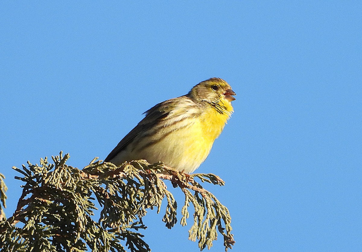 European Serin - ML627919546