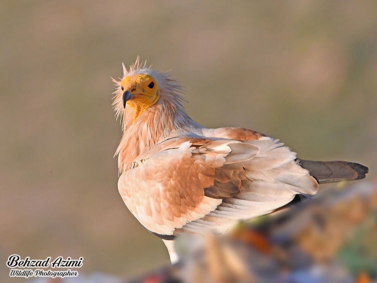 Egyptian Vulture - ML627919610