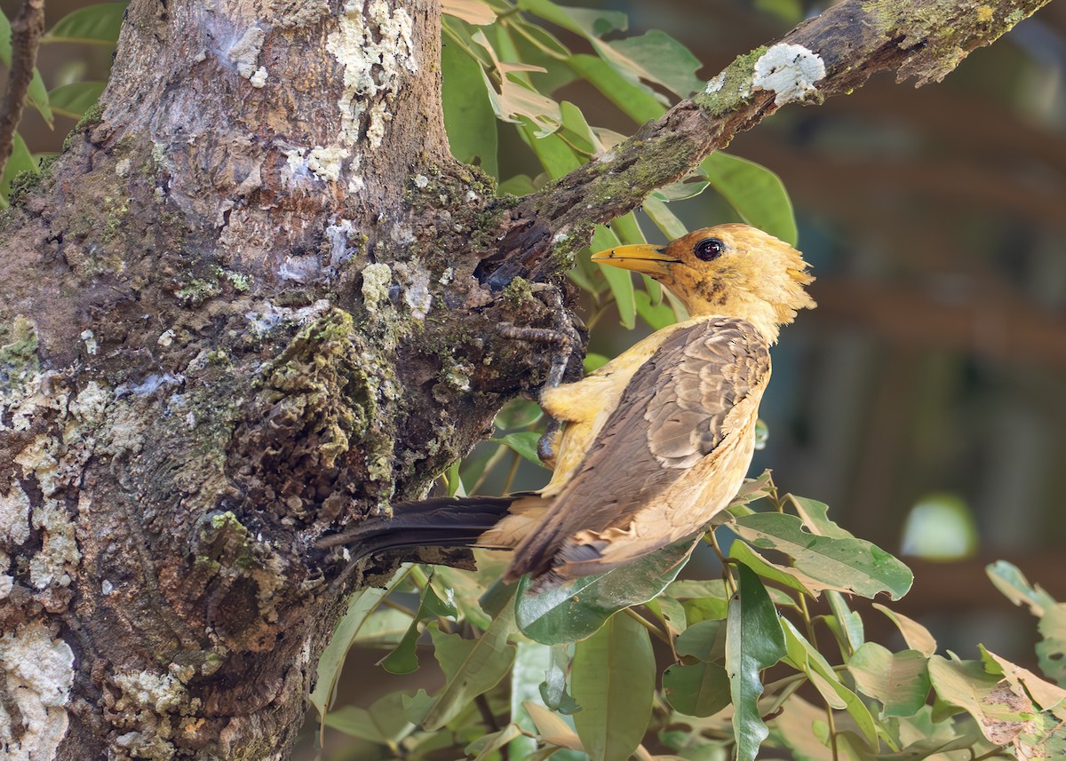 Cream-colored Woodpecker - ML627919714