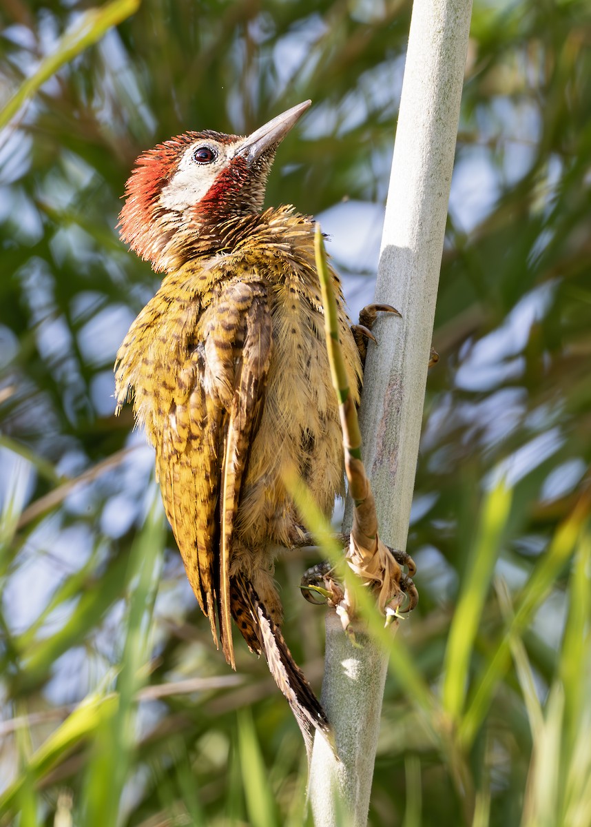 Spot-breasted Woodpecker - ML627919738