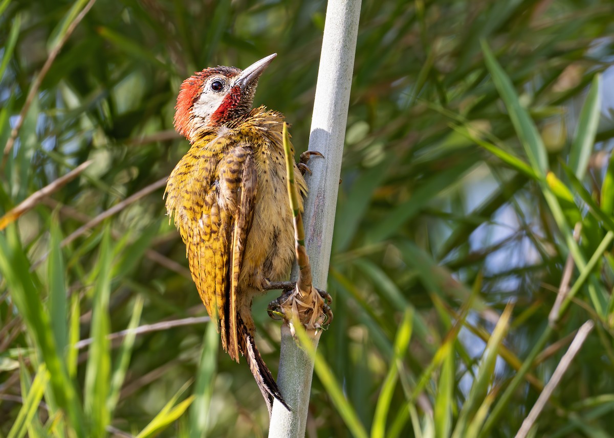 Spot-breasted Woodpecker - ML627919739