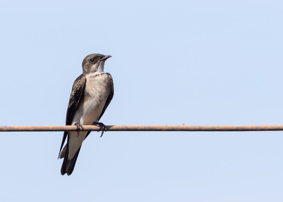 Brown-chested Martin - ML627919747