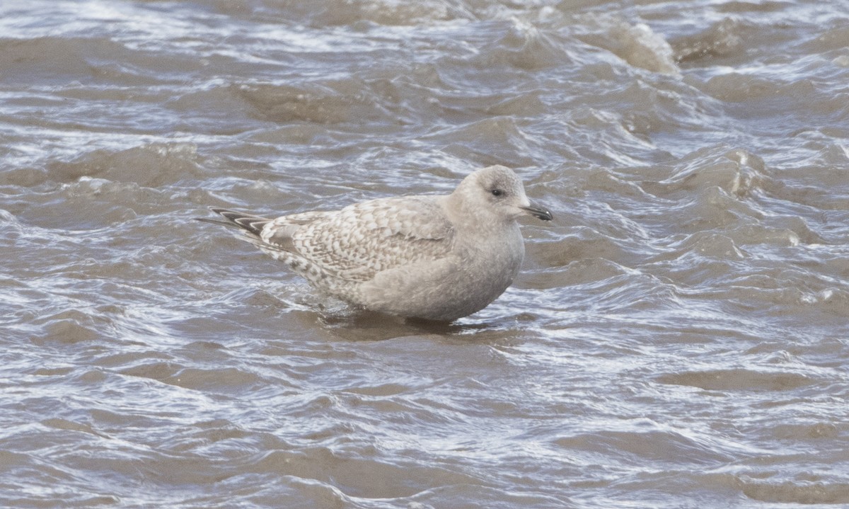 Iceland Gull (Thayer's) - ML62792001