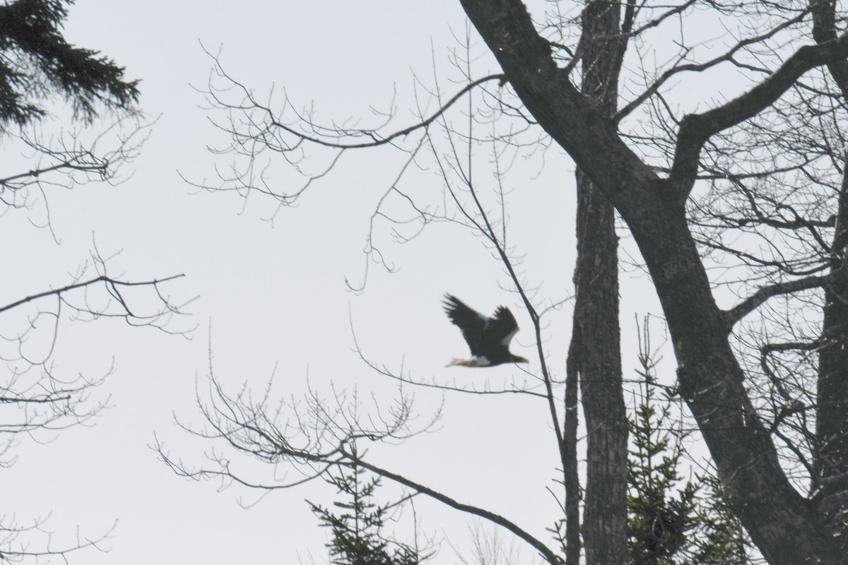 Steller's Sea-Eagle - ML627920080