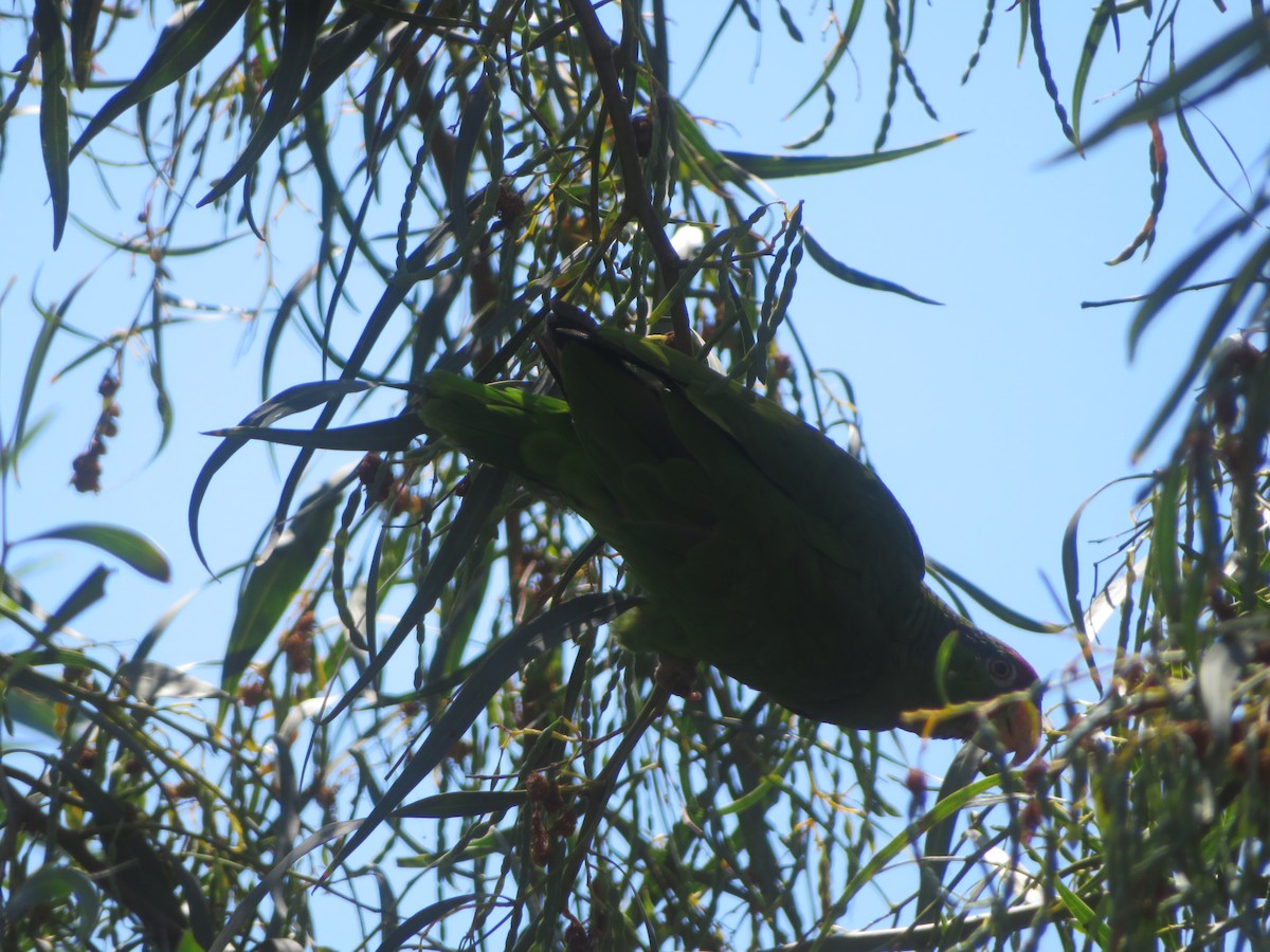 Red-crowned Amazon - ML627920100