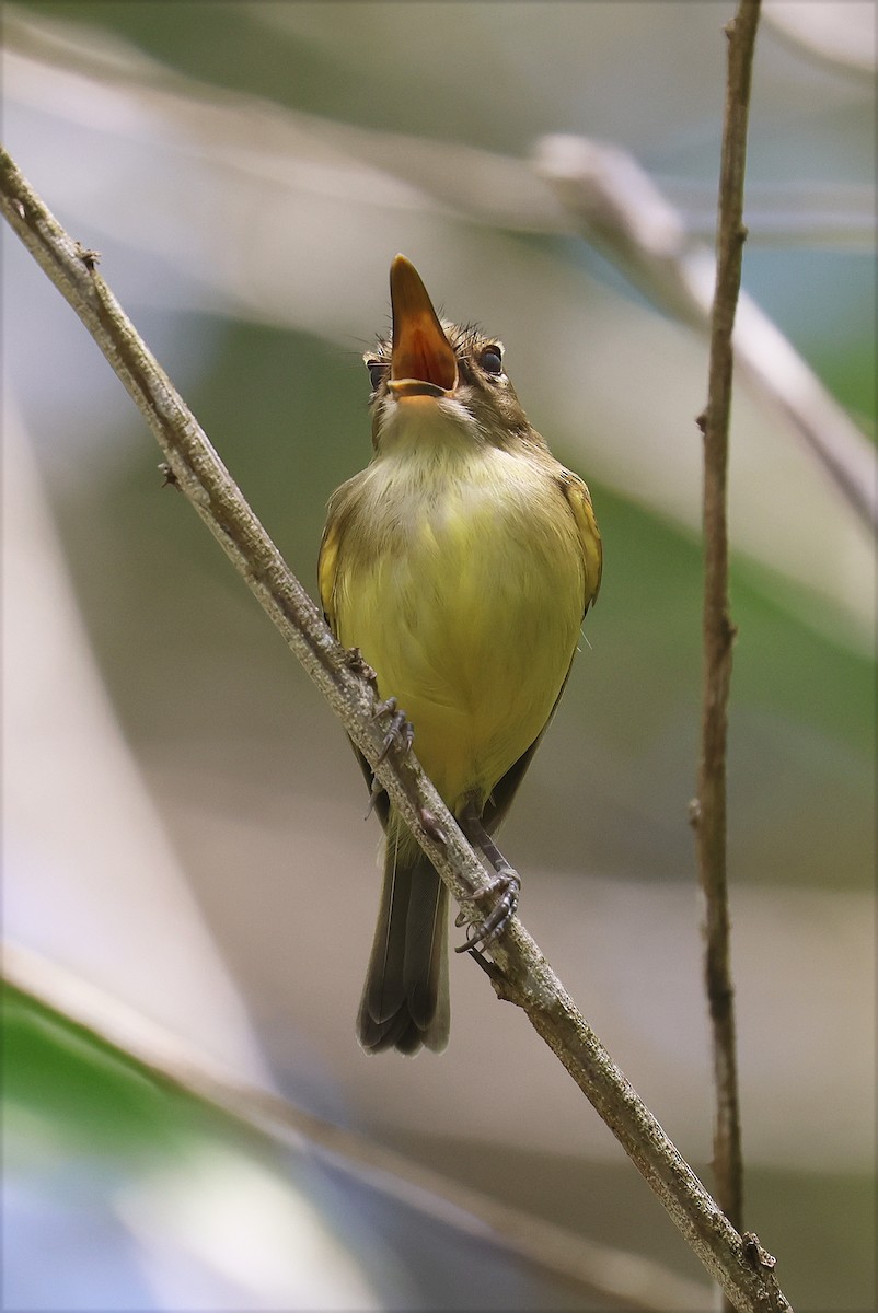 Серощёкий тоди-мухолов - ML627920109