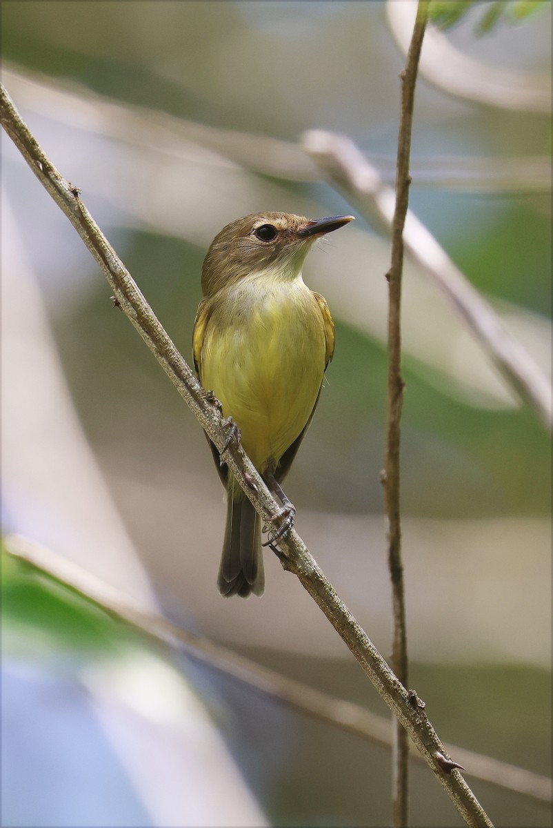 Серощёкий тоди-мухолов - ML627920110