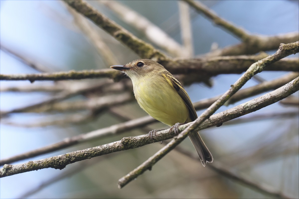 Серощёкий тоди-мухолов - ML627920111