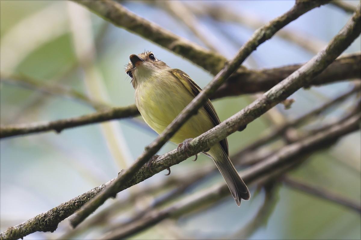 Серощёкий тоди-мухолов - ML627920112