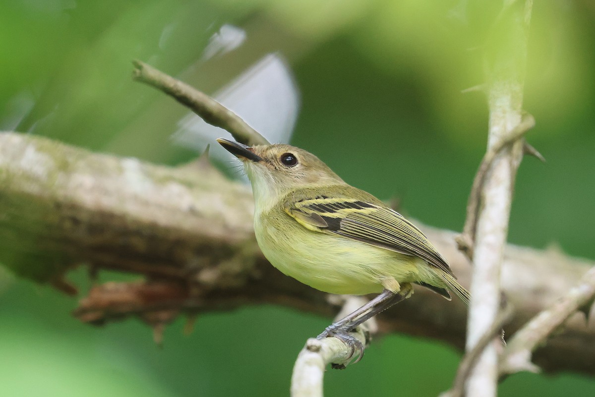 Серощёкий тоди-мухолов - ML627920114