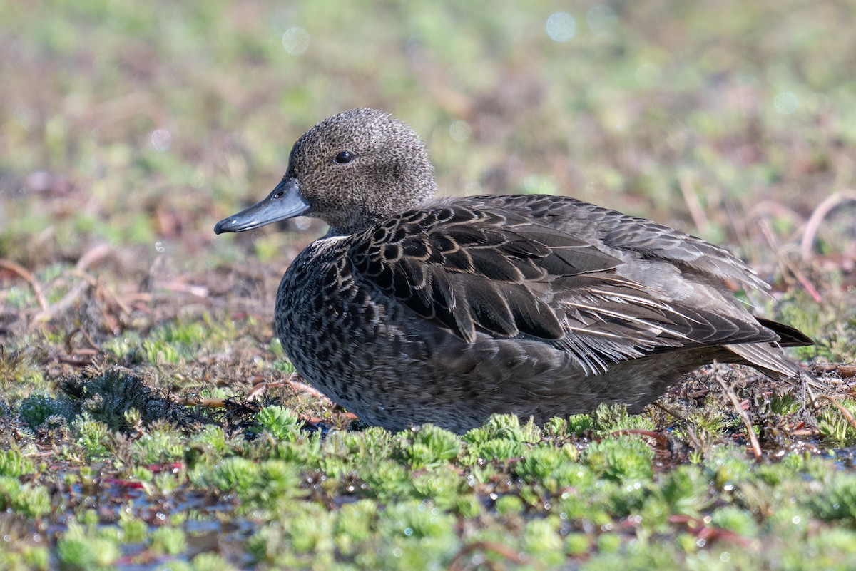 Andean Teal - ML627920128