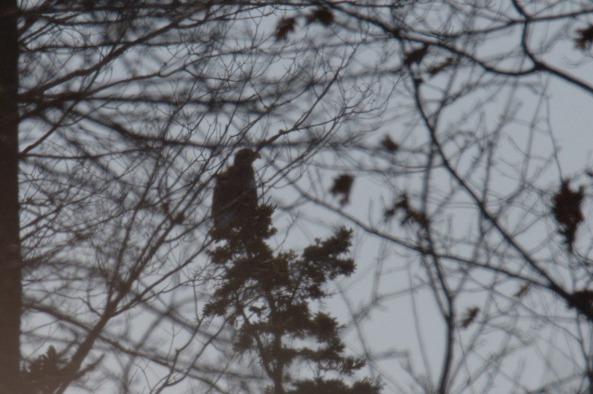 Steller's Sea-Eagle - ML627920141