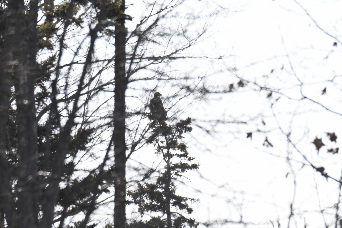 Steller's Sea-Eagle - ML627920161