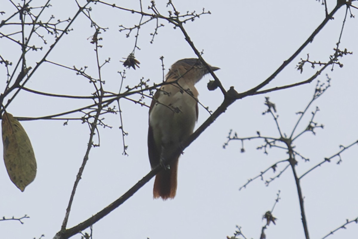 Chestnut-crowned Becard - ML627920212