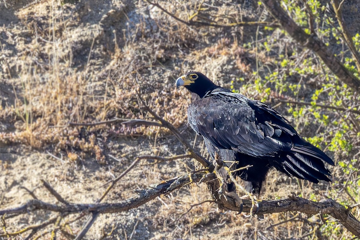 Verreaux's Eagle - ML627920214