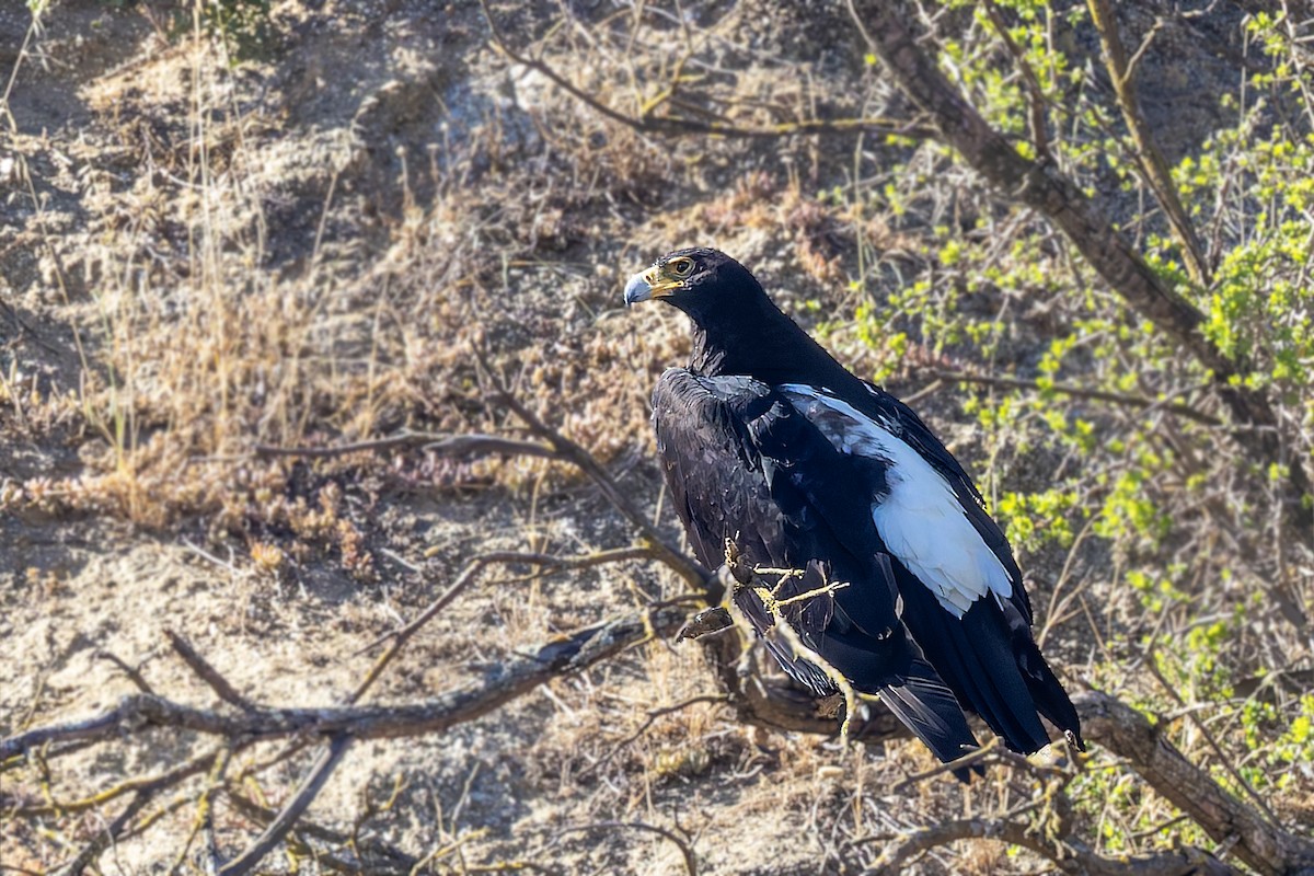 Verreaux's Eagle - ML627920215