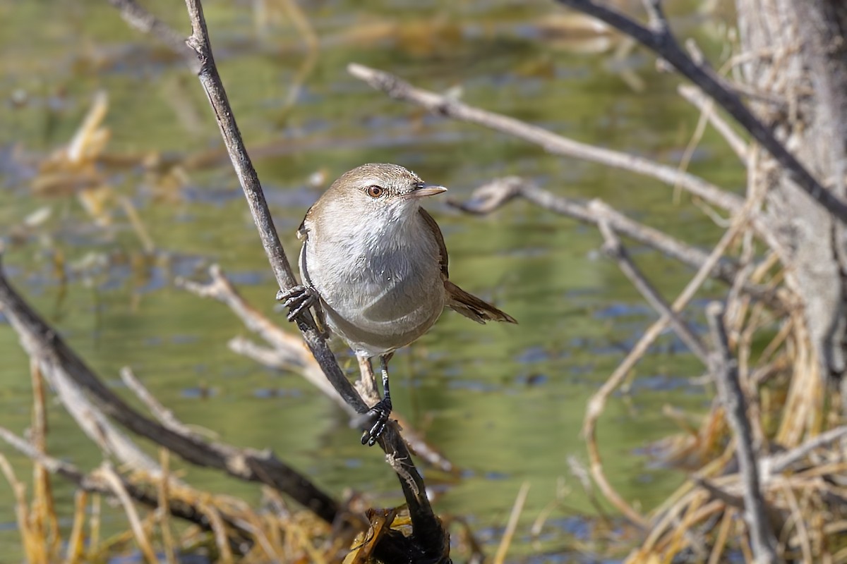 Lesser Swamp Warbler - ML627920218