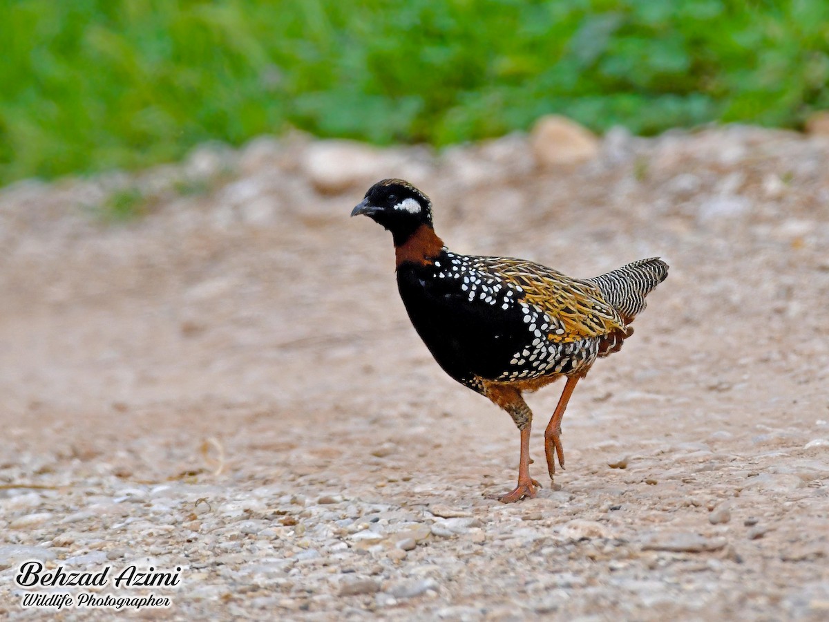 Black Francolin - ML627920227