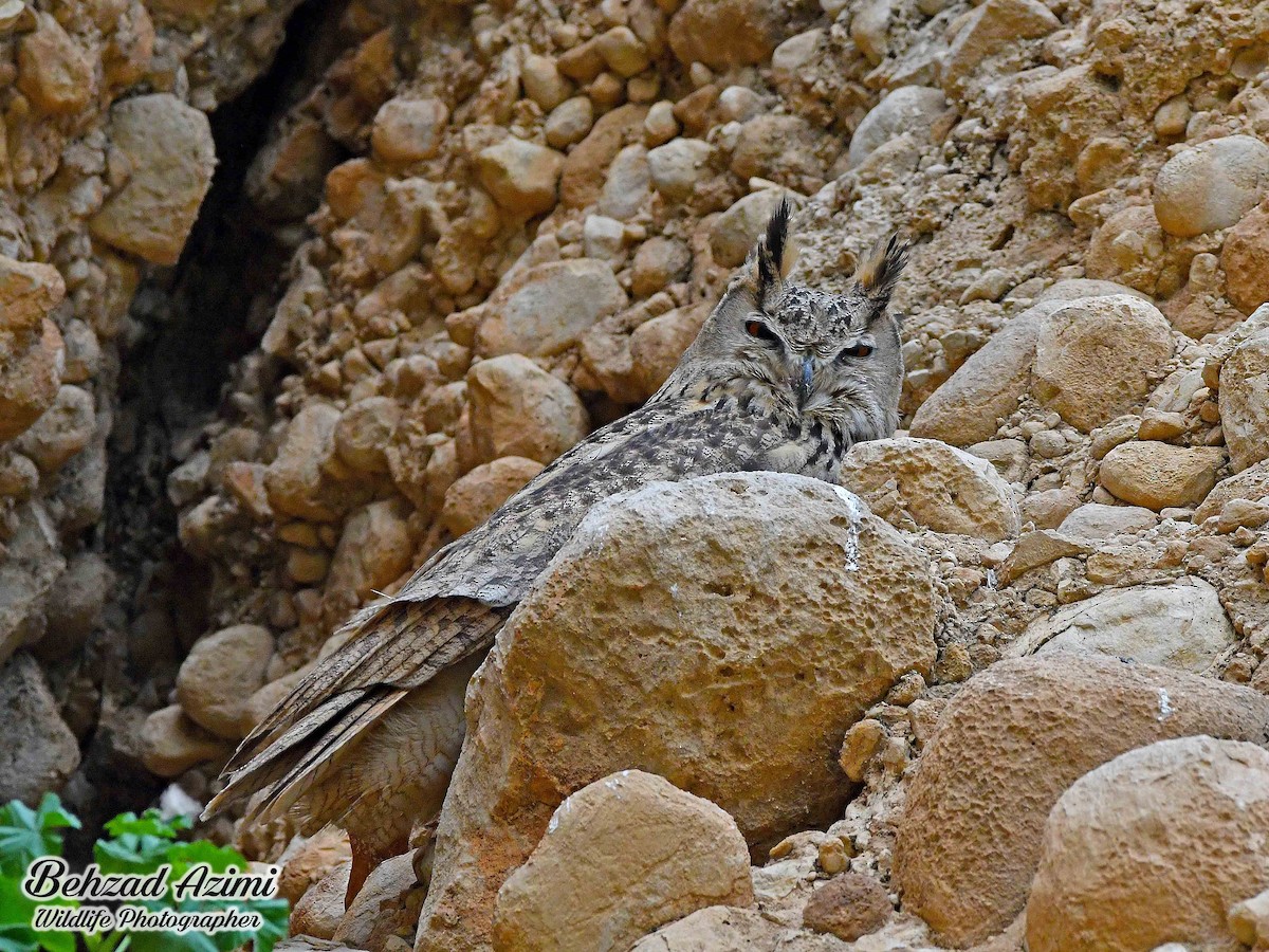 Eurasian Eagle-Owl - ML627920287