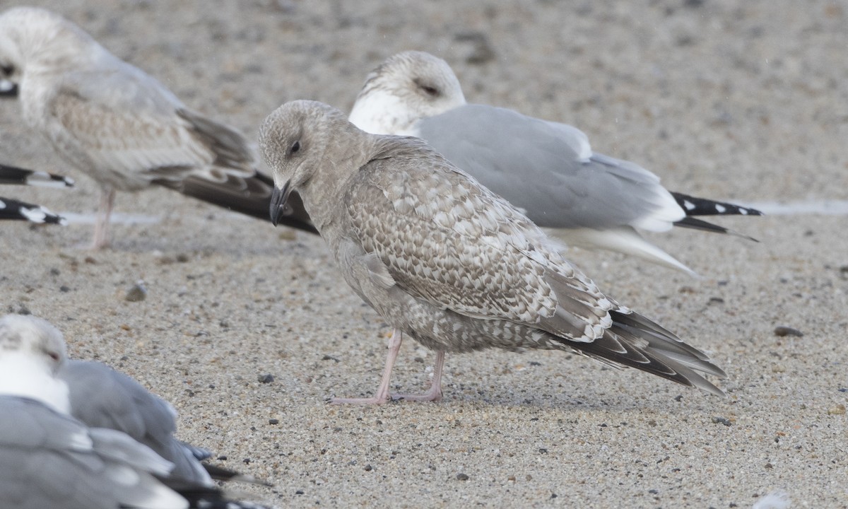 Iceland Gull (Thayer's) - Brian Sullivan