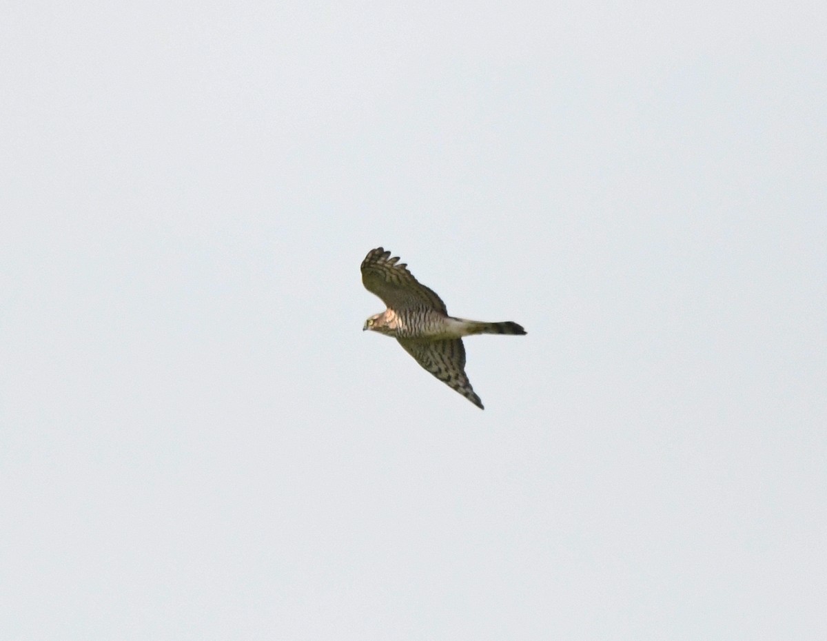 Eurasian Sparrowhawk - ML627920375