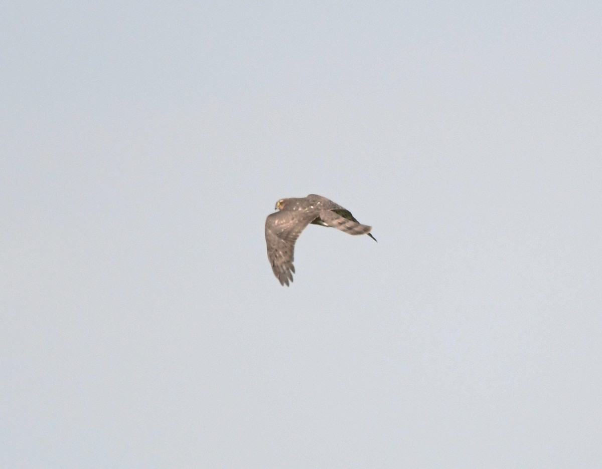 Eurasian Sparrowhawk - ML627920376