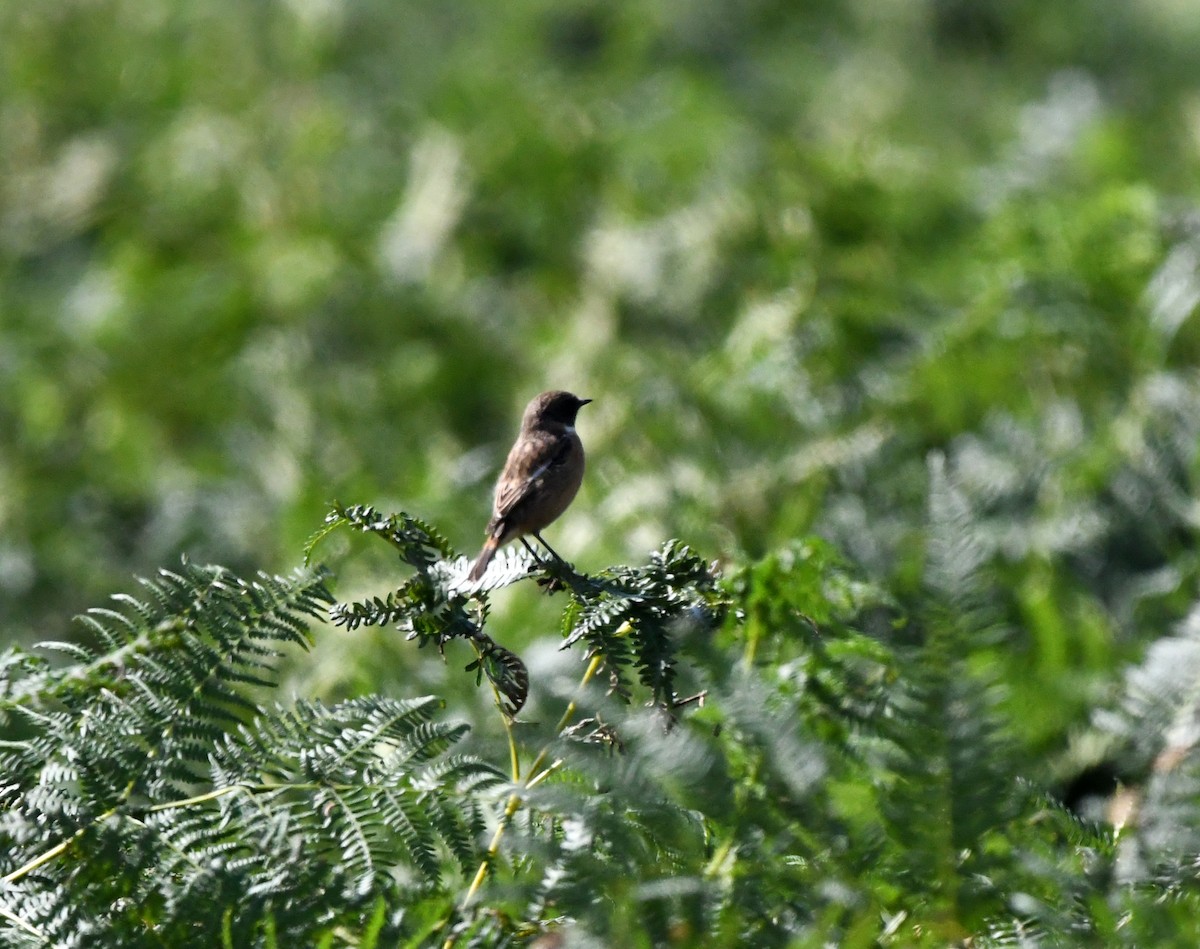 European Stonechat - ML627920379