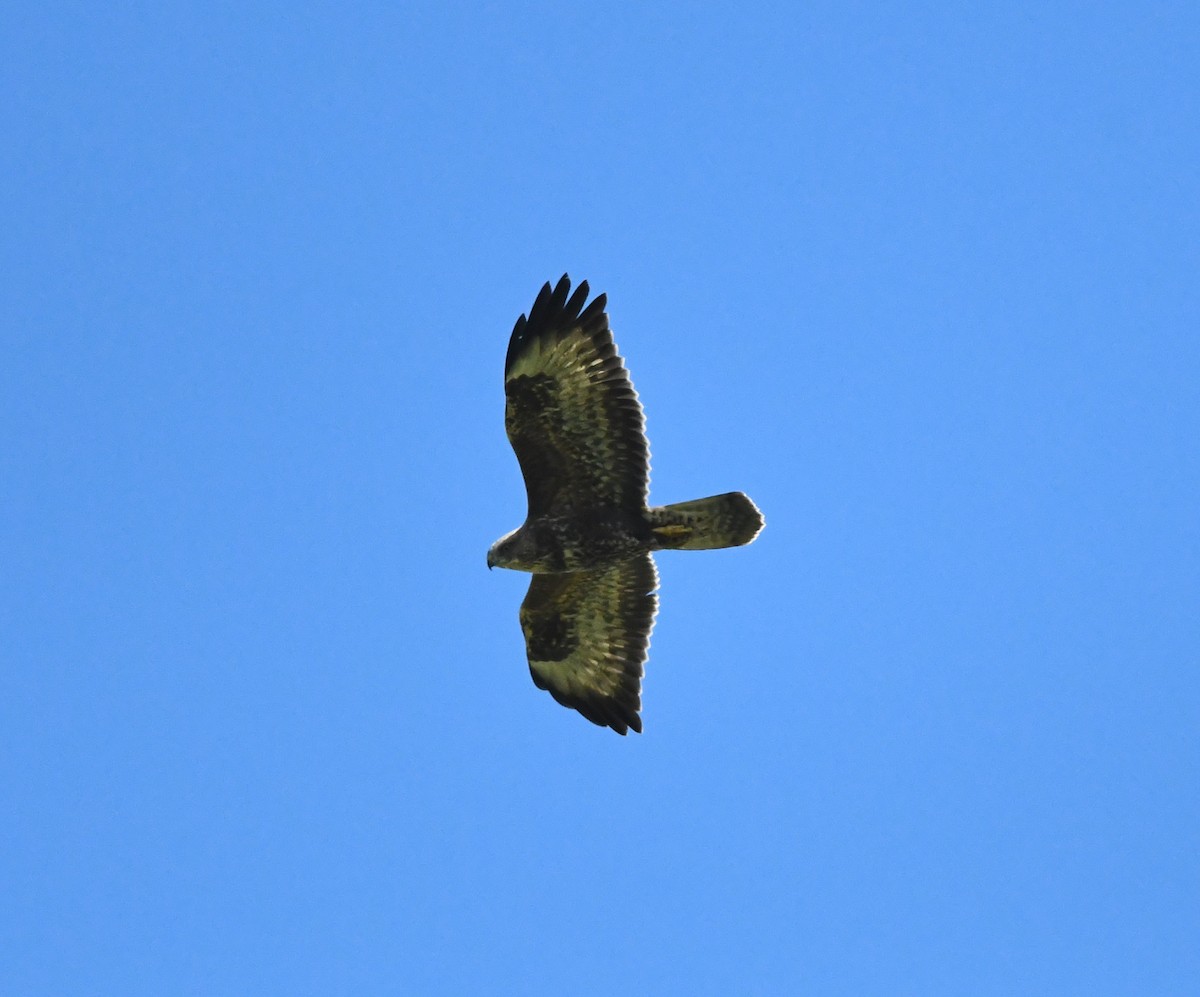 Common Buzzard (Western) - ML627920386