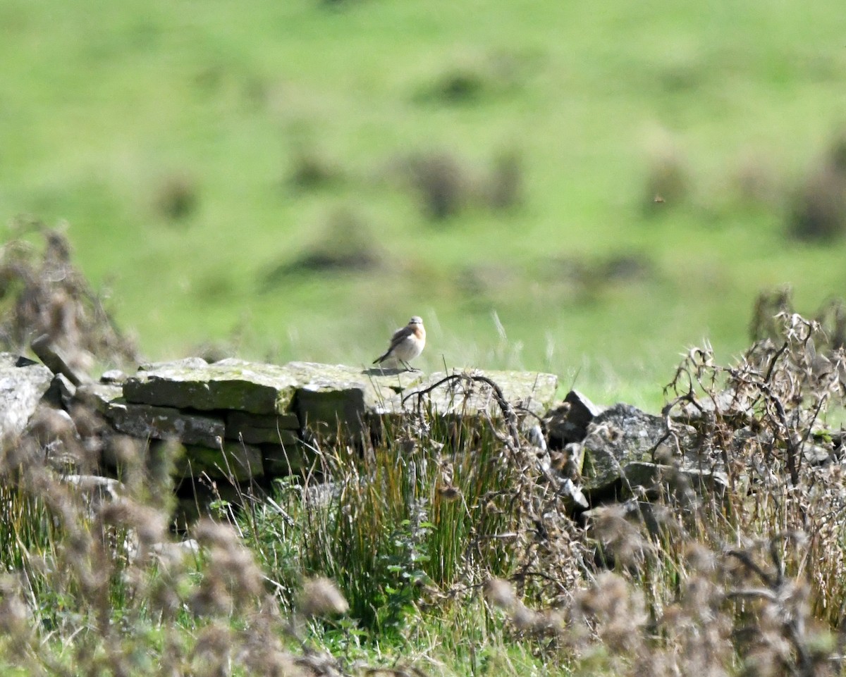 Northern Wheatear - ML627920397