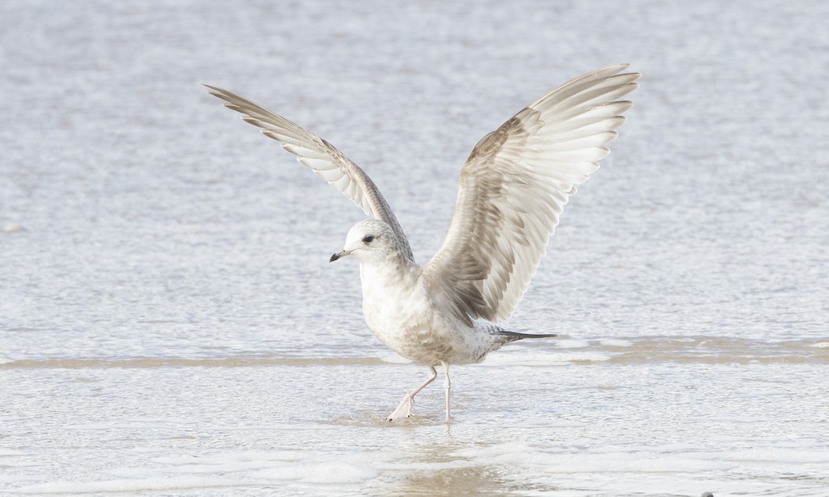 Short-billed Gull - ML62792041