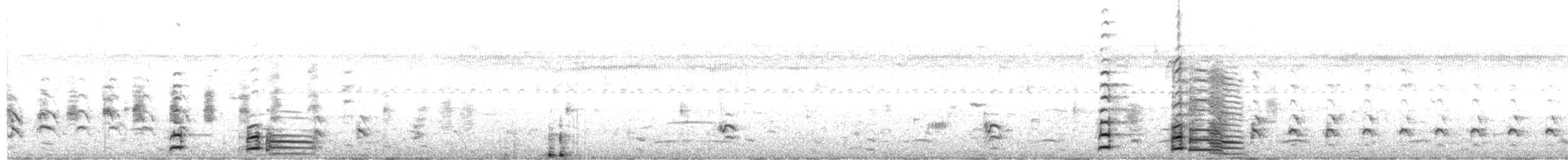 Coscoroba Swan - ML627920442