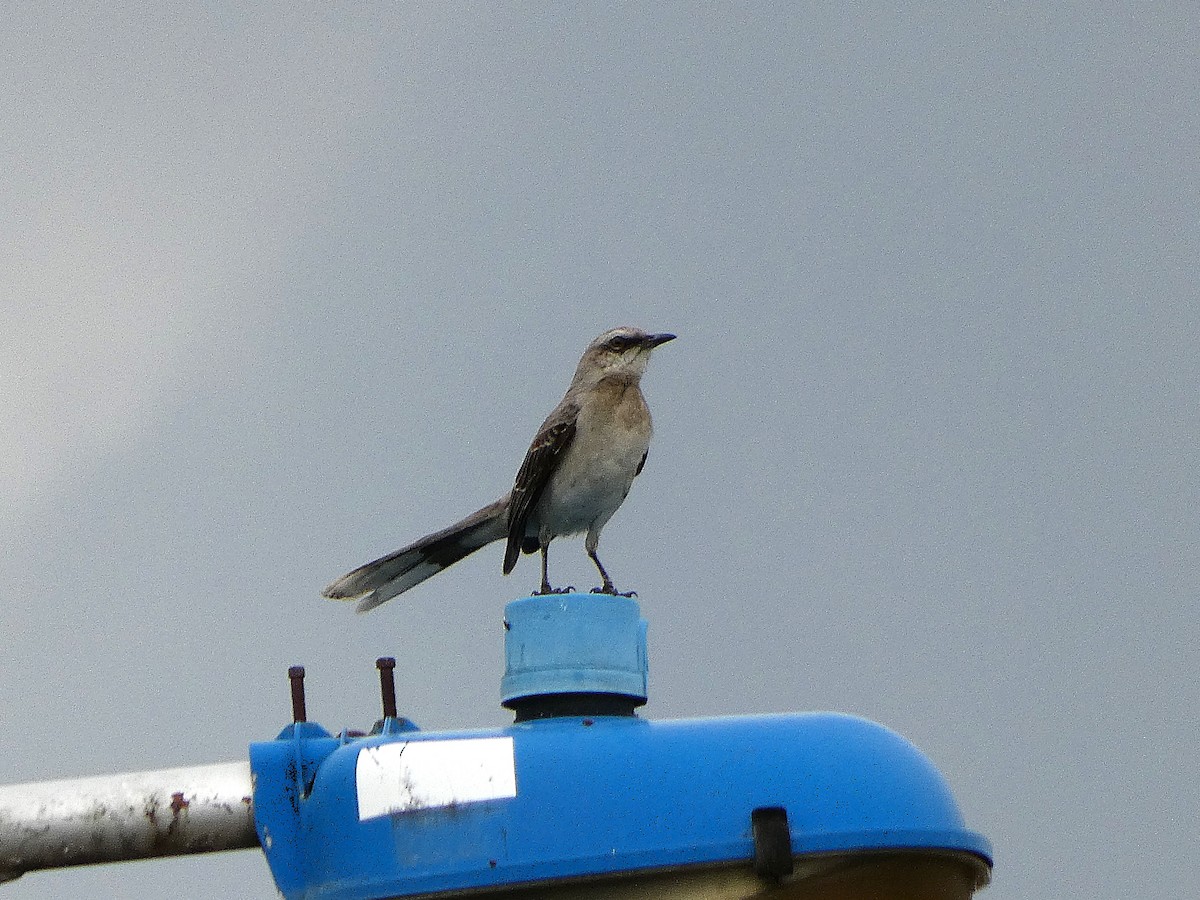 Tropical Mockingbird - ML627920473