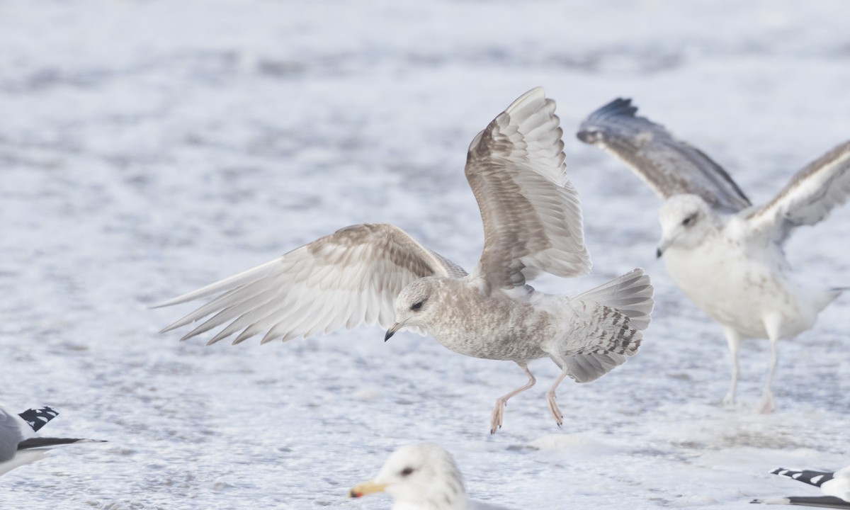 Short-billed Gull - ML62792051