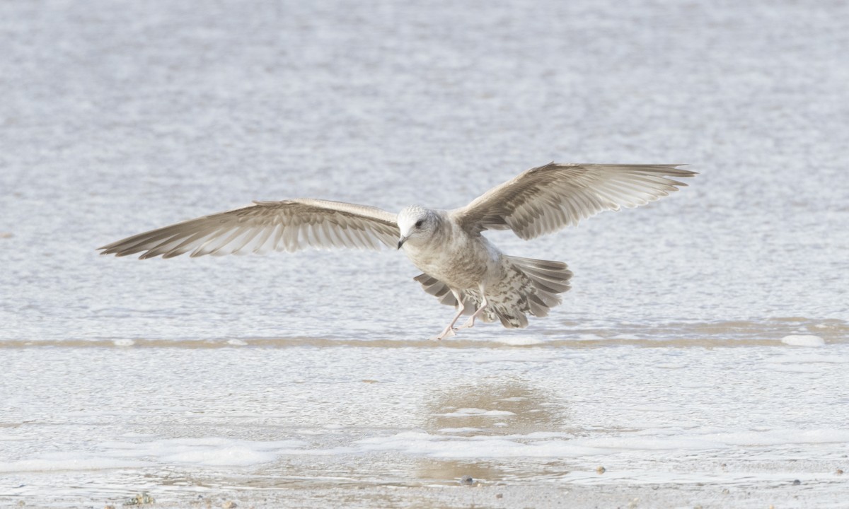 Short-billed Gull - ML62792061