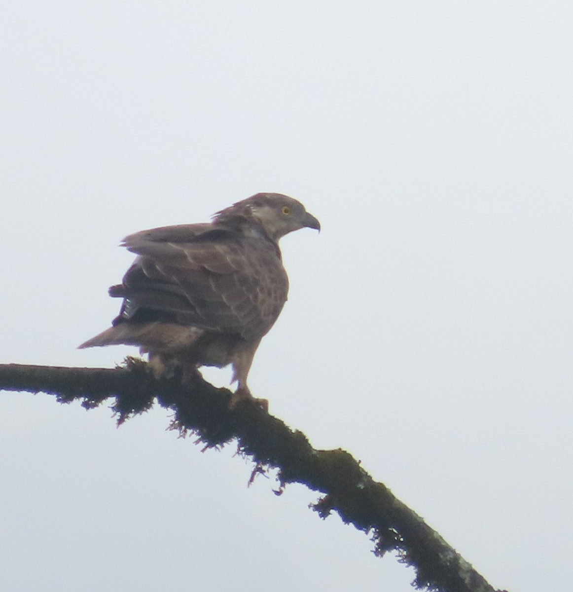 European Honey-buzzard - ML627920632