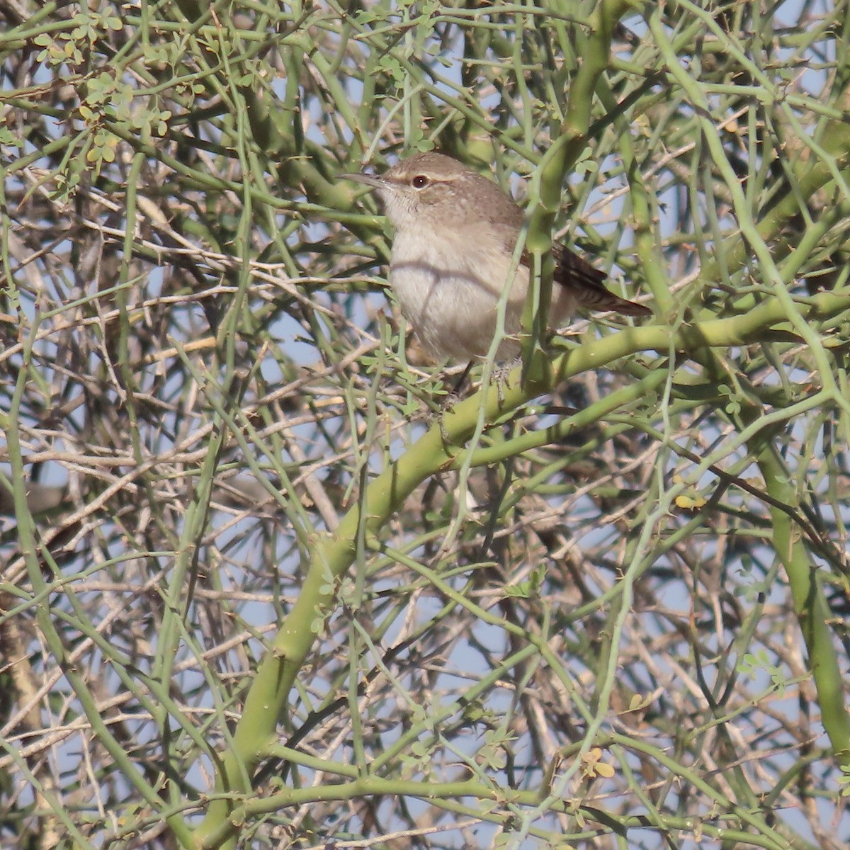 Rock Wren - ML627920723