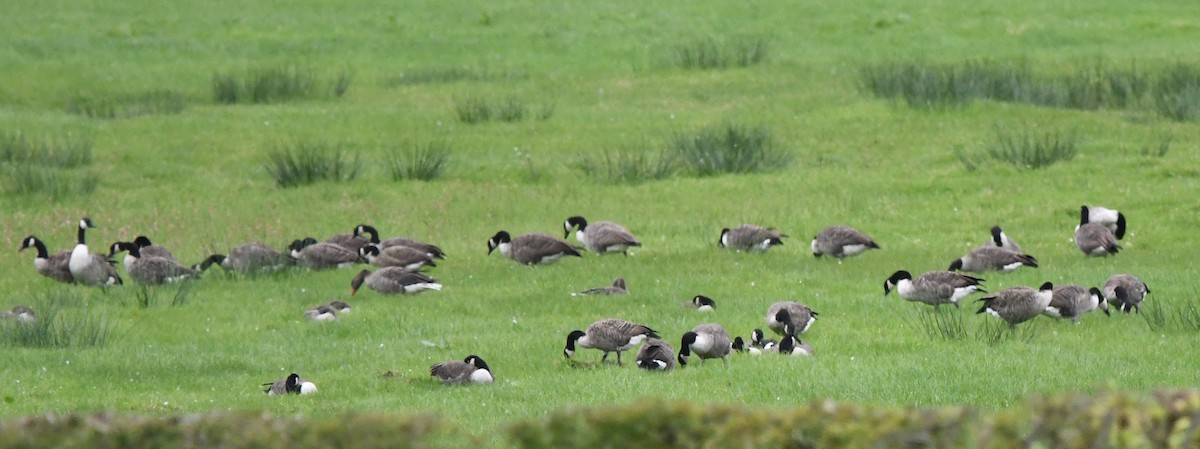 Canada Goose - ML627920727