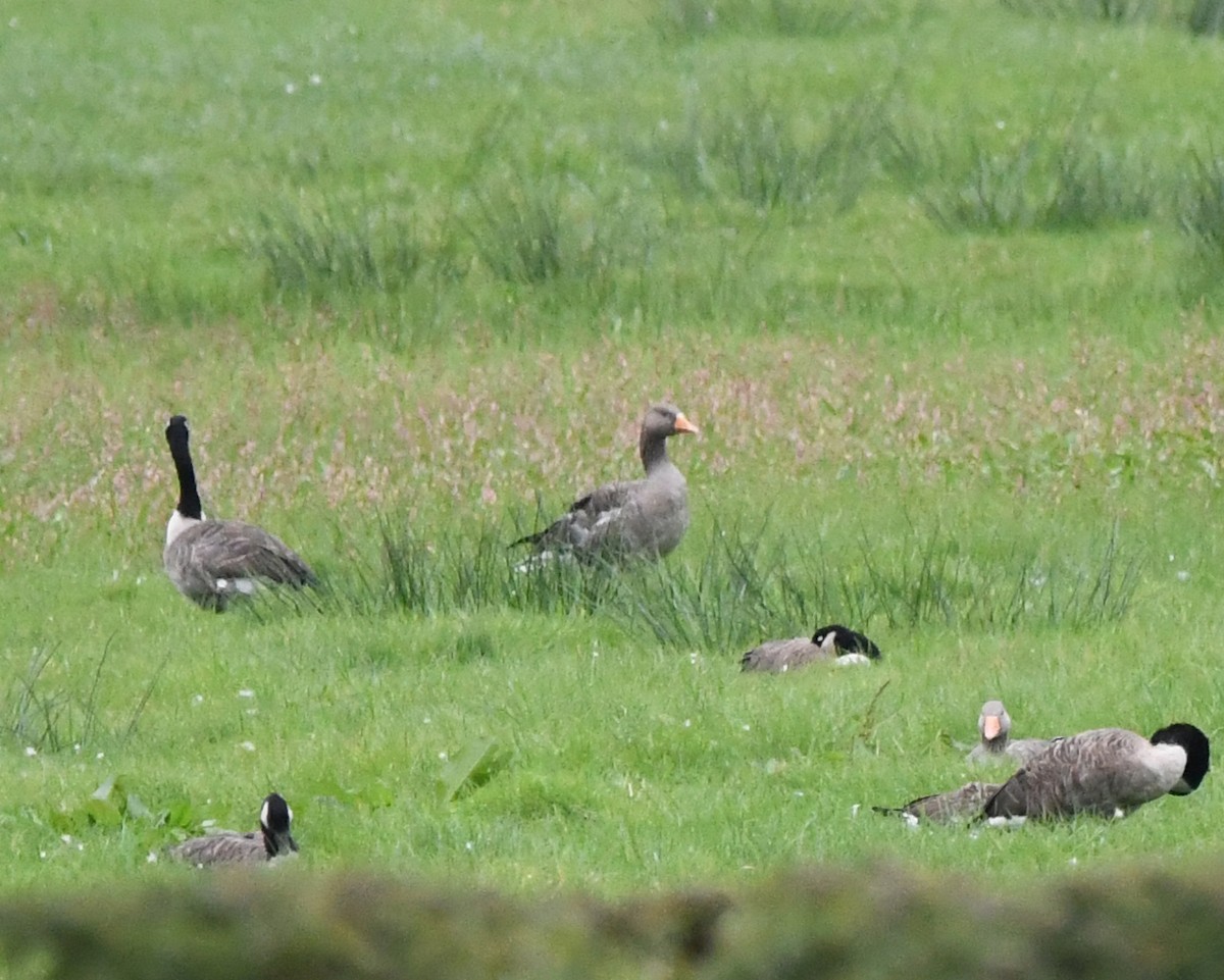 Graylag Goose (European) - ML627920729