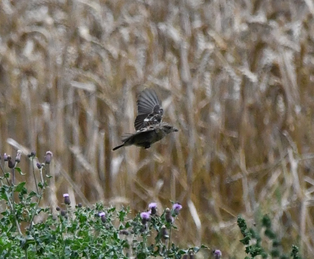 European Stonechat - ML627920739